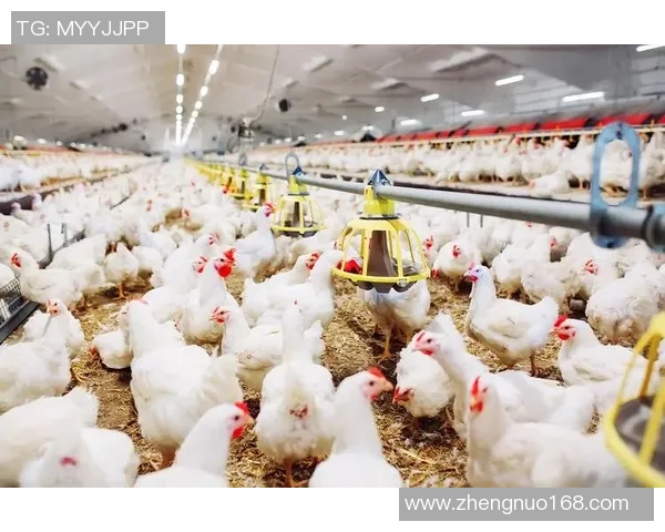 足球球星热衷养鸡揭秘：从绿茵场到农场的另类爱好与生活方式